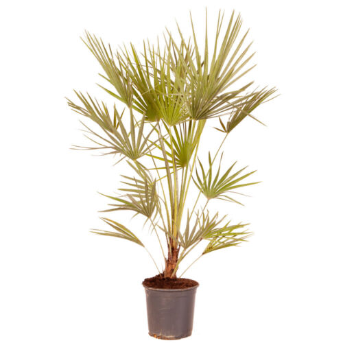 Hardy Fan Palm Chamaerops humilis 60-80cm - Picture 3 of 6