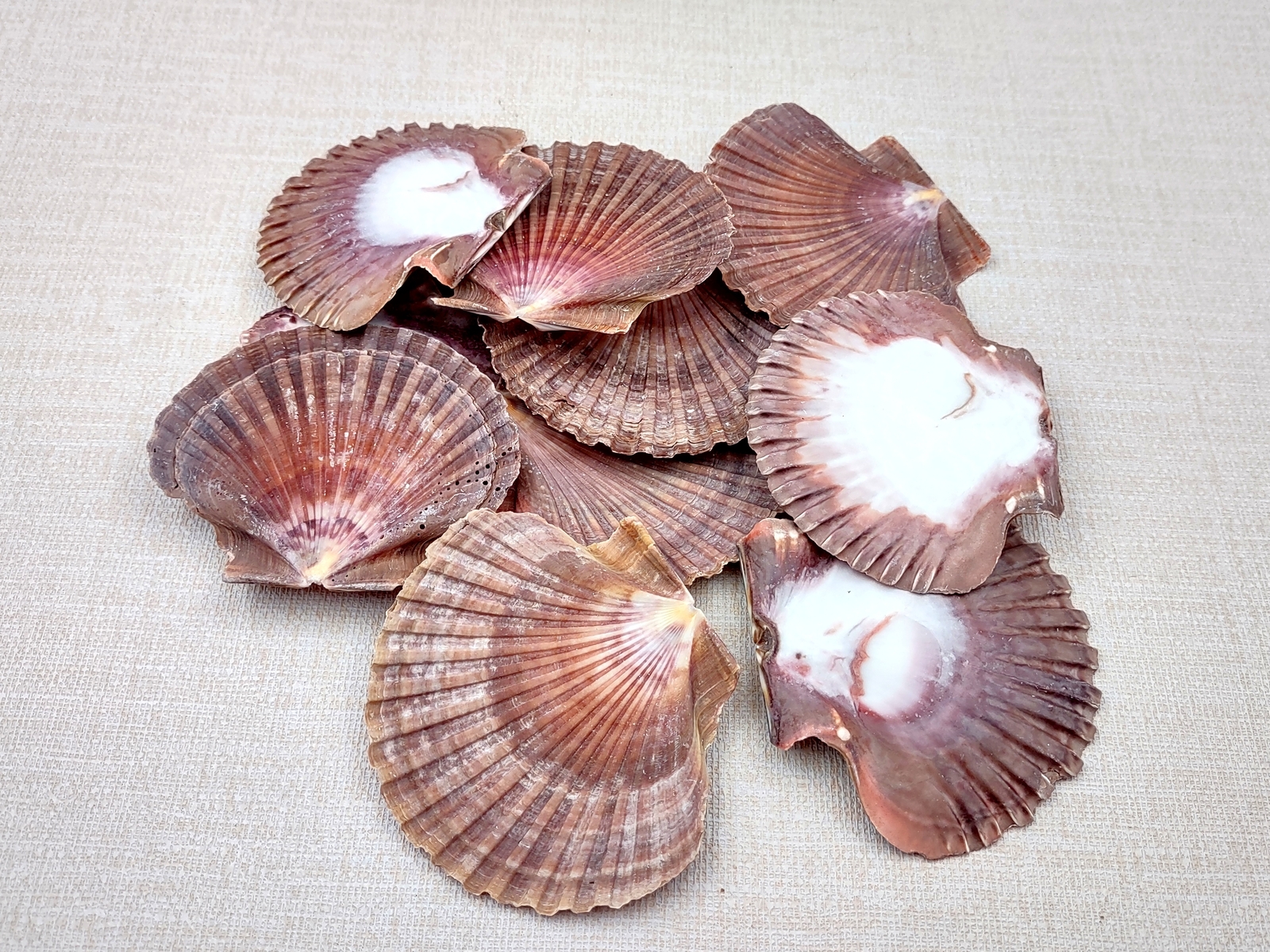 Mexican Flat Scallop Seashells Red Brown (10 shells approx. 2+ inches ...