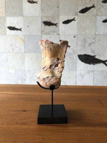 Surmounted Bronzed Jurassic Fossil Dinosaur Bone 6.4 inches - Picture 6 of 9