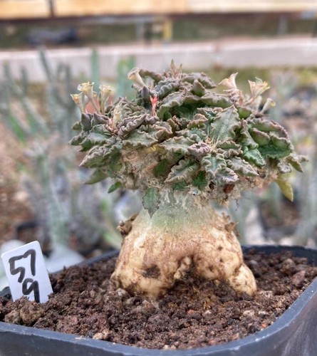 Rare liveSucculent Plant Euphorbia tulearensis Caudex WYSIWYG Garden Decor - Picture 3 of 13