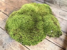 Live Green Moss Mat 12x14 in Mood Moss/ Broom Moss bare root, Indoor/Outdoor