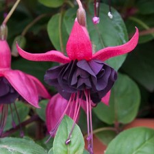 6 Giant Trailing Fuchsia Blacky Hanging  Basket Patio Plug Plants