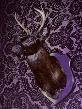 Gothic Black Deer Taxidermy Shoulder Mount from Haunted Attraction