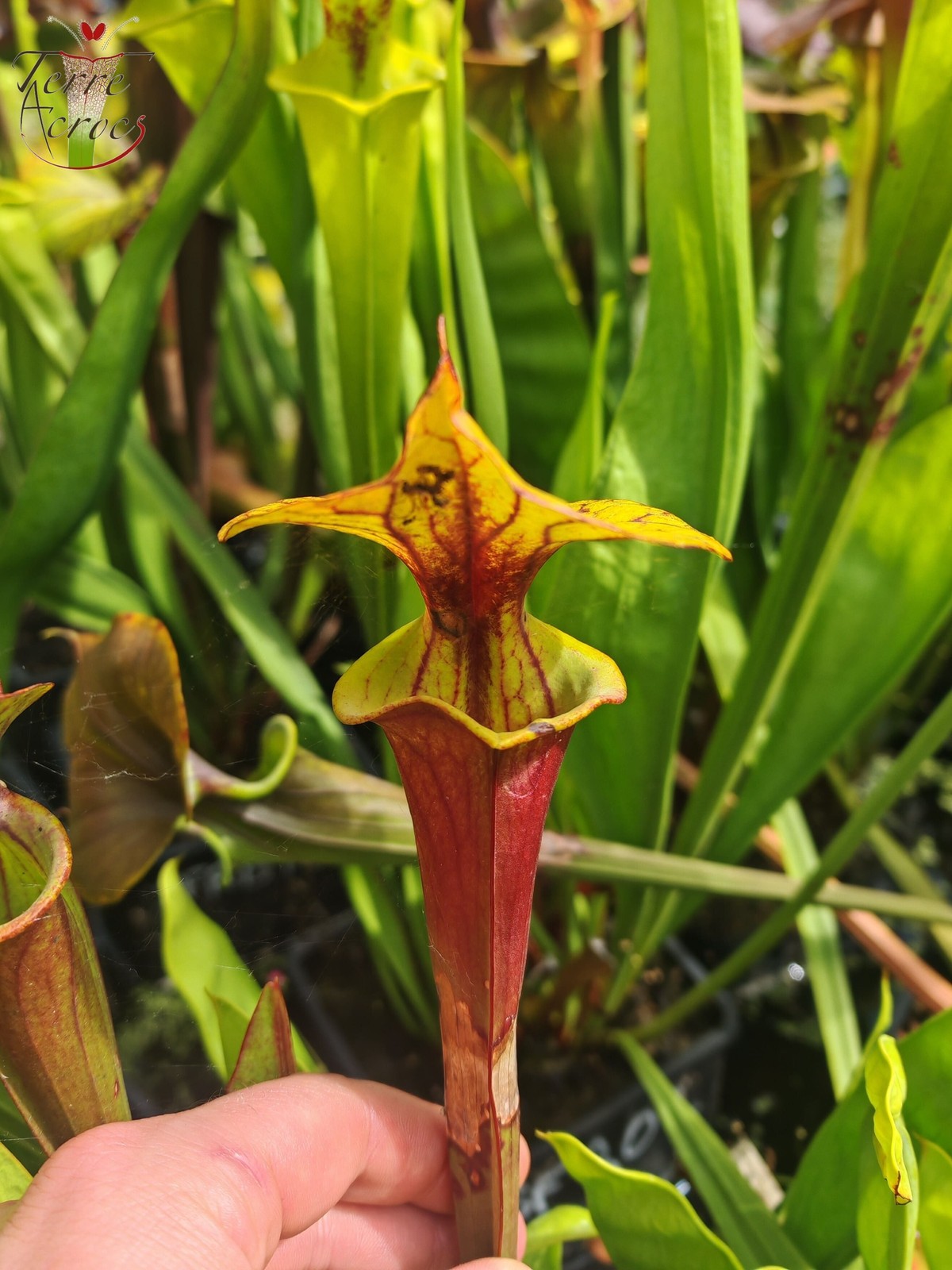 Sarracenia flava rubricorpora Dennis Baldson plante carnivore de collection H30cm