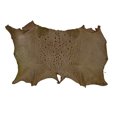 Bufo Marinus Cane Toad Skin Taxidermy Dyed Leather Glossy Flesh Tone