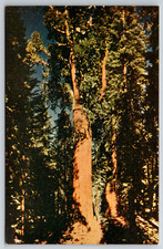 c1960s General Sherman Tree Sequoia National Park California Postcard