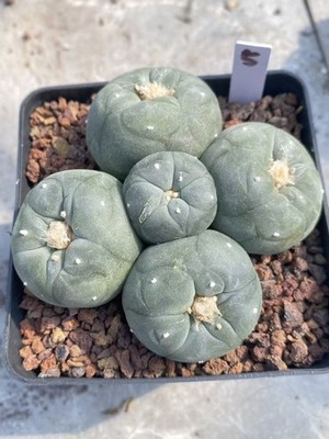 Multi Heads Ariocarpus 'Godzilla' SeedGrown Raresuculents LF WYSIWYG 5