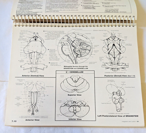 The Coloring Review Guide To Human Anatomy By W. Hogin Mcmurtrie & James E. - 第 5/11 張圖片
