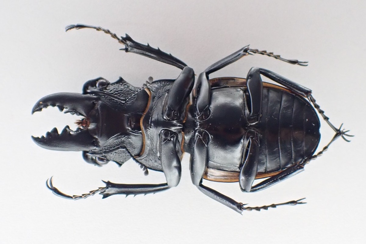 j100759. Insects, Lucanidae: Odontolabis Cuvera sp. Vietnam, Nghe