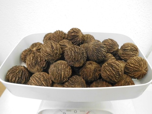 Schwarznuss -Juglans Nigra- 60 Stück Ernte Nov. 2022, gereinigt, getrocknet - Bild 1 von 3