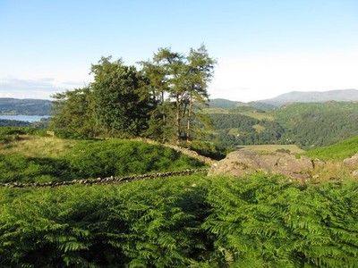 Photo A3 Hillside above Ambleside  c2015