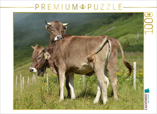 Calvendo Puzzle Two Young Cattle | 1000 Pieces, Finished Size 25.2 × 18.9 In (64-image