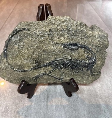Dinosaur Fossil Modern Simulated Skeleton Home Office Desk Display Educational