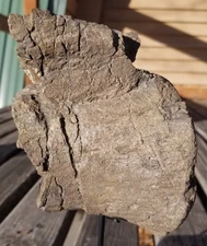 Nice Camarasaur Vertebra Fossil Partially Agatized Dinosaur Jurassic Morrison CO