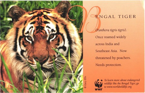 Bengal Tiger Once Roamed Widely Across India and Asia WWF Postcard