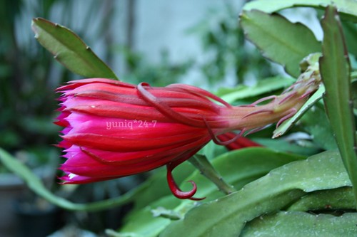 (1) Epiphyllum unwurzeltes SCHNEIDEN 8 Zoll langer Orchideenkaktus Sukkulente X-Large lila - Bild 10 von 12