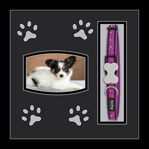 dog collar frame