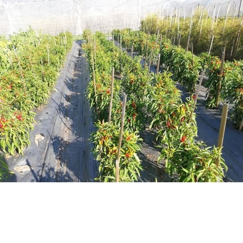 Chili pepper - Phatthanachan Sorndaeng brand x6pcs - Picture 7 of 9