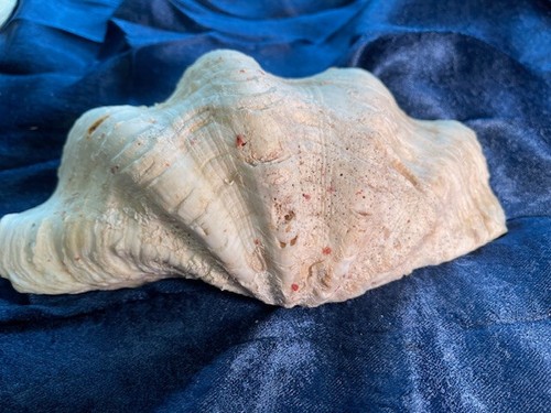 Natural Clam Shell, Tridacna Gigas, 1 lbs 15 oz, 9 x 5.5, unaltered, vtg harv - Picture 6 of 12