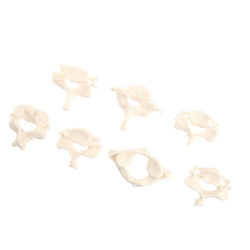 Human Vertebrae Teaching Cervical Spine Model Skeleton Anatomy Vertabrae