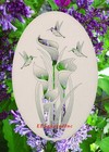 Lily Hummingbirds Window Cling Decal New OVAL 10x16 Sliding Glass & Door Decor