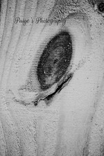 digital image picture wallpaper art wood up close black and white photo by Paige