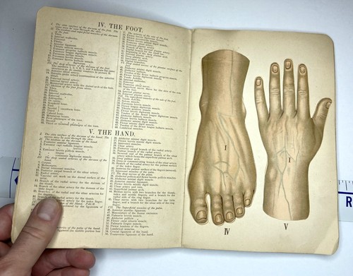RARE Blakiston's Sectional Manikins 1905 Mechanical Anatomy Pop Up Medical Book - Picture 14 of 24