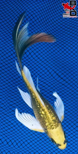 6" BUTTERFLY GIN RIN KI MATSUBA Live Koi Fish Garden Pond BKD 4/16