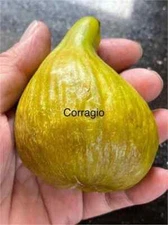 Corragio Cutting, At Least 3 Nodes and Over 8 Inches Long