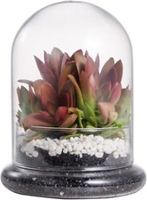 NCYP Small Clear Decorative Glass Terrarium Cloche with 4.7x6.3inches, clear 