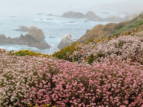 CA Buckwheat seeds (DWARF) Eriogonum fasciculatum 'Theodore Payne' - Picture 9 of 13