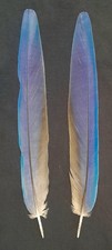 1 Pair (Left + Right) Blue and Gold Macaw Tail Feather (12