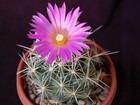 BUNCHED CORY CACTUS (Coryphantha ramillosa) 10 seeds