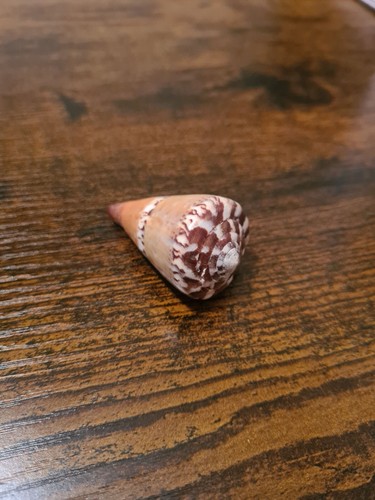Coquillage Conus, Cones des mers F+++ Sea Shell, Cabinet de Curiosité - Photo 2/83