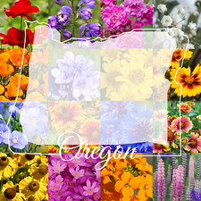 1/2 Pound Oregon Western Bulk Wildflower Seed Mix 1/2lb Covers 1,600sq-ft