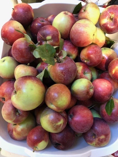 5 Summerred Apple tree cuttings for rooting, grafting. - Image 2 of 4
