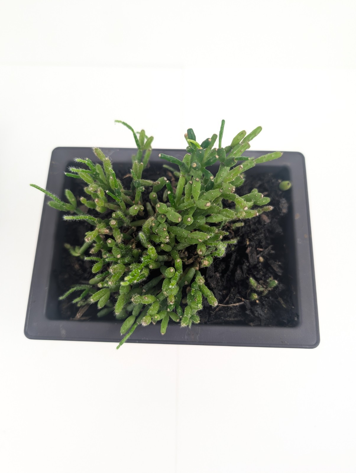 Rhipsalis Cereuscula "Coral Cactus" Live Tropical Plant 5 Inch Rectangle Pot