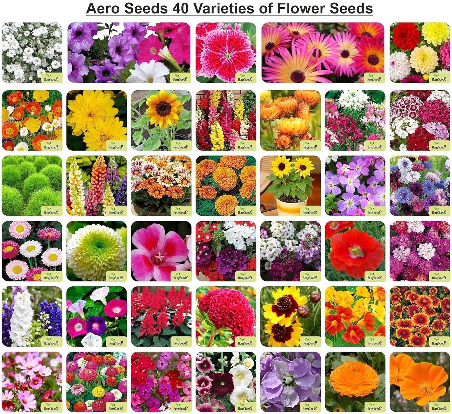 Aero Seeds 40 Varieties Flower Seeds Combo Pack Mixed Garden