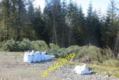 Foto 6x4 Säcke Bäume Branrigg wohl Sitka, wartet auf Pflanzung. c2015