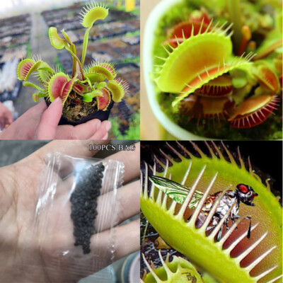 1 Packung Mit 100 Venusfliegenfallensamen Dionaea Muscipula  