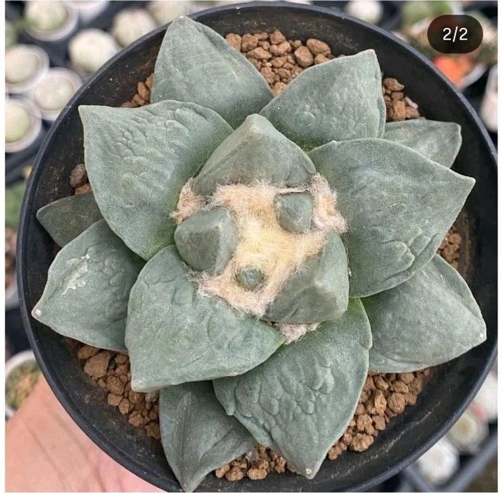 Ariocarpus retusus furfuraceus rare Succulent plant
Opens in a new window or tab