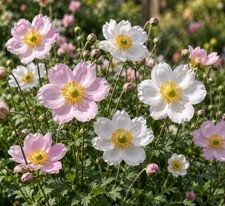 4 x Japanese Anemone Plants – Mixed Pink & White