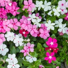 Bubble Gum Mix Periwinkle Seeds for Planting - Mixed Color Flowers - Catharanthu