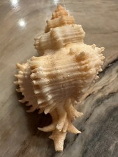 MURICIDAE Hexaplex Conatus 59.1 mm Shell + Operculum