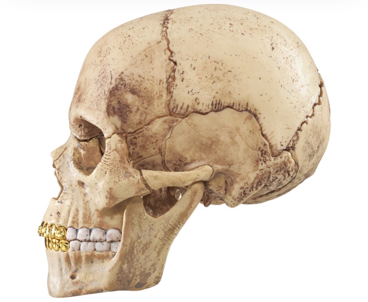 Supreme 4D Model Human Skull | eBay