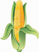 Corn on the Cob Vinyl Sticker Car Truck Vehic...
