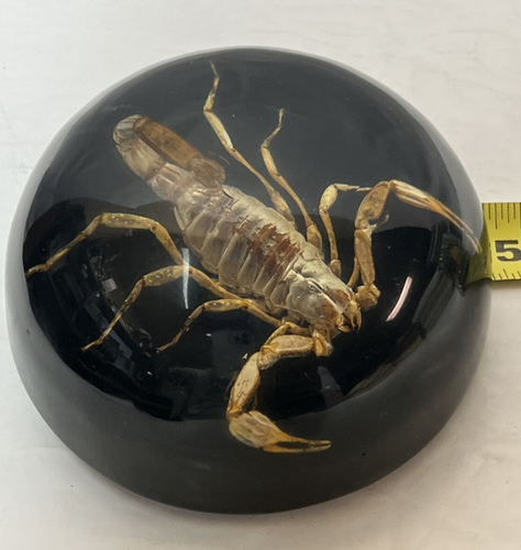 Vintage Original Desert Preserve By Mc Henry Of Tucson Scorpion Paperweight EUC - Picture 10 of 12