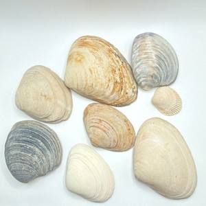Assorted Natural Clam Shells Lot, Mixed Colors, Includes Painted Shell