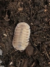 Isopod Cubaris "White Pigeon" 8ct RARE, MIX SIZE