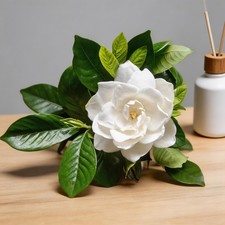 100pcs White Jasmine Seeds Beautiful Fragrant Bloom for Home Gardening